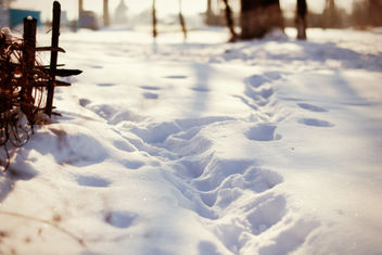 355/365 I was born in winter - image gratuit #285985